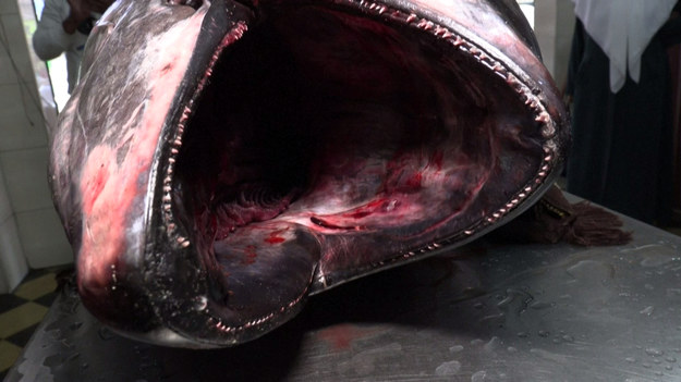 Palestyńscy rybacy pokazują 140-kilogramowego tuńczyka błękitnopłetwego złowionego u wybrzeży Gazy.
Według danych WWF populacja tuńczyka błękitnopłetwego znacznie spadła z powodu nielegalnych połowów w ciągu ostatnich dziesięcioleci. Popyt na tę rybę jest wysoki z powodu dobrej jakości mięsa i zapotrzebowania na nie np. do sushi. Tuńczyk błękitnopłetwy jest też najdroższą jadalną rybą w historii.

„Ta ryba jest znana na całym świecie jako tuńczyk błękitnopłetwy, widzimy ją w telewizji, rzadko tu trafia. Podróżuje do Gazy raz lub dwa razy w roku i to przypadkiem. Większość Palestyńczyków rzadko ją identyfikuje. Słyszeli tylko o tuńczyku błękitnopłetwym i widzieli go w telewizji” - mówi  Suhail al-Hendi, sprzedawca ryb.

„Tego tuńczyka złowiono na głębokości kilkunastu kilometrów. Ma on dwa i pół metra długości i waży 140 kilogramów. Druga ryba ma dwa metry i jest dziesięć centymetrów dłuższa, a waży 90 kilogramów. Połowy ryb poniżej dwóch metrów są niedozwolone” - dodaje.