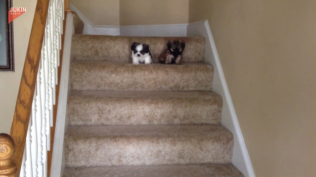 Te dwa szczeniaki zostały postawione na schodach, aby nauczyły się po nich schodzić. Zobaczcie jak im pójdzie.