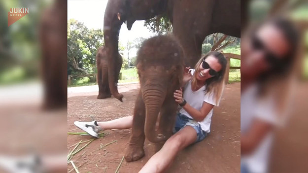 Młoda para wyjechała na miesiąc miodowy do Tajlandii. Tam podczas jednej z wycieczek, trafili do sanktuarium dla słoni. Jedno z najmniejszych jego mieszkańców szczególnie upodobał sobie kobietę i podczas najbliższej okazji, położył się na jej kolanach. Urocze, prawda?