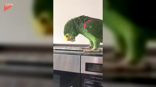 Papuga zaprezentowała swoją wersję kołysanki. Jak jej poszło? 