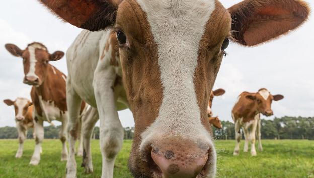 Ponad Mln Euro Kary Dla Polski Za Nadprodukcj Mleka Biznes W