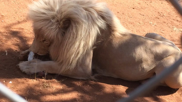 Turysta podszedł zbyt blisko klatki lwa, który był w trakcie obiadu. Po chwili, zwierzę skoczyło prosto do siatki. Nagrywający może mówić o niezwykłym szczęściu.