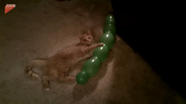 Kot bawił się balonem. Do czasu, gdy... 