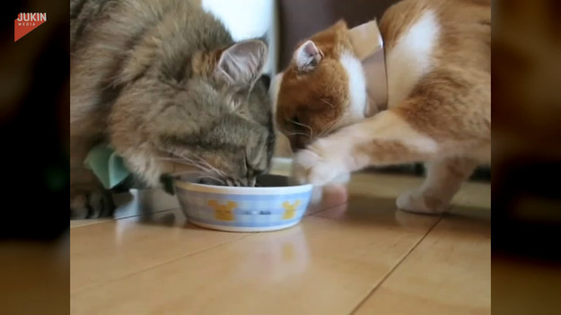 Kocia walka o miskę z jedzeniem. Żaden nie chciał odpuścić.