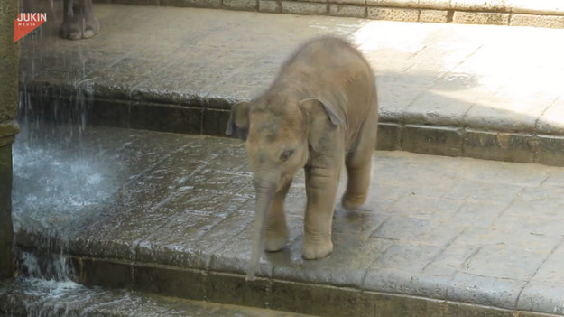 Urocza zabawa słoniątka podczas kąpieli. Zobaczcie sami.