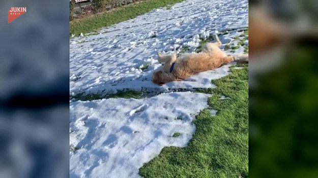 Szalona zabawa psiaka na śniegu. Zobaczcie sami. 