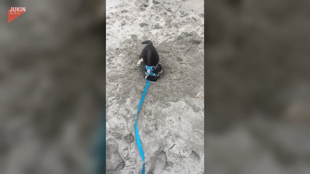 To pierwsza wizyta szczeniaka na plaży. Zobaczcie sami.