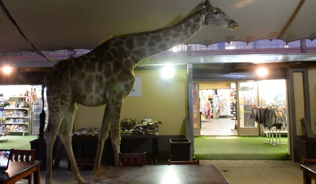 Żyrafa udała się na spacer - przy okazji wstępując na obiad do restauracji. 