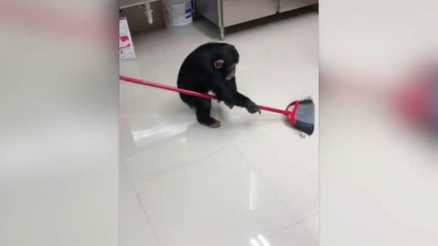 Ten młody szympans chciał pomóc w sprzątaniu. Dlatego złapał za miotłę, i zabrał się do roboty.