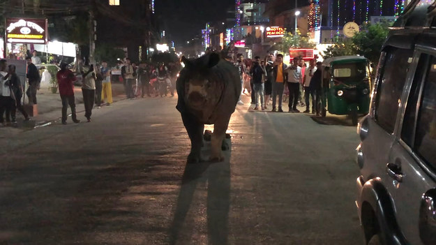 Ten nosorożec stał się główną atrakcją w środku miasta. Jak się tam znalazł?