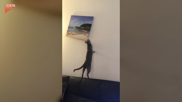 Koty słyną z dziwnych zachowań. Ten znalazł nową zabawkę w postaci... obrazu wiszącego na ścianie. Zobaczcie sami. 