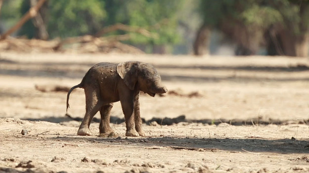 To małe słoniątko stawia swoje pierwsze kroki. Choć jeszcze niepewnie, to z uporem i ciekawością próbuje opanować ciągnącą go w dół grawitację. Urocze