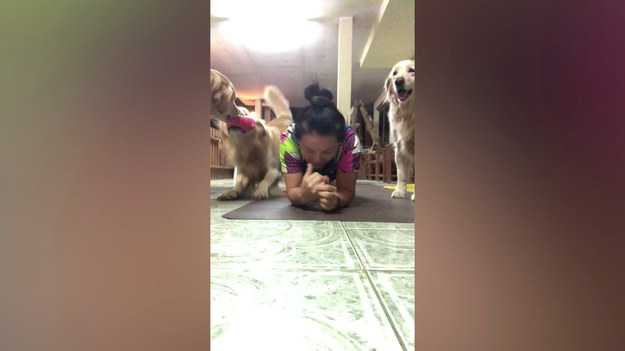 Kobieta próbowała w spokoju poćwiczyć. Jej psiaki jednak miały inne plany. 