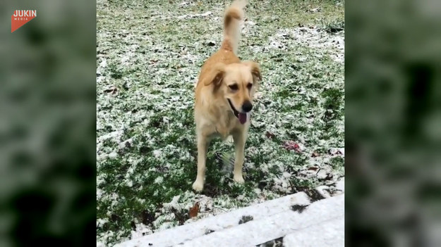 Psy także lubią zabawy na śniegu. Ten, korzystając z możliwości postanowił pobawić się w łapanie pyskiem spadających płatków. Widać, że sprawia mu to dużo uciechy.