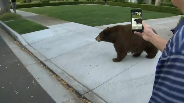 Od czasu do czasu w internecie możemy zobaczyć filmy ze spacerującymi po miastach niedźwiedziami. Taka sytuacja zdarzyła się ostatnio w Kalifornii. Niedźwiedź był wyjątkowo spokojny. Ludzie nagrywali go z bliskiej odległości. Brakowało tylko przyjaznego uścisku dłoni. 