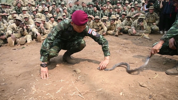Amerykańscy i tajscy żołnierze odbyli ostatnio niecodzienne warsztaty. W ich trakcie Amerykanie jedli jaszczurki, uczyli się pozyskiwać wodę z drzewa, a nawet próbowali krwi węża. Uczyli się w ten sposób sztuki przetrwania w warunkach dżungli. Zdumiewające!