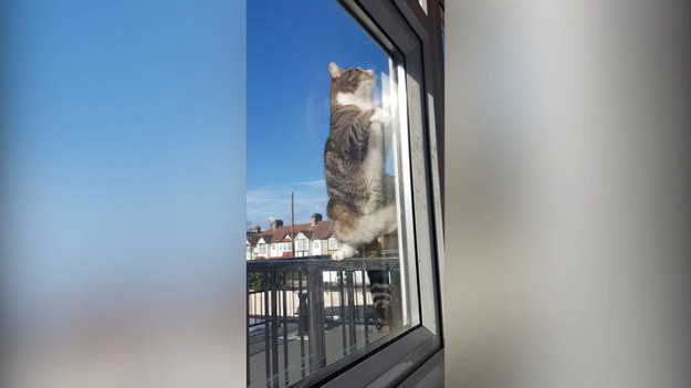 Londyńska kotka Lilly potrafi sobie poradzić z problematycznym wejściem do mieszkania. Jak mówi jej właściciel, Lilly jest pod tym względem bardzo samodzielna. Wystarczy jej lekko uchylone okno, przez które potrafi wyjść na zewnątrz. Nie potrzebuje angażowania domowników i może swobodnie, jak to kot, chodzić własnymi ścieżkami. 