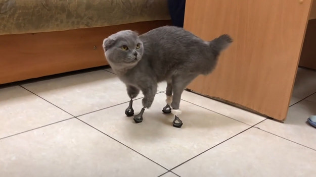 Dimka, rosyjska kotka, swego czasu mocno ucierpiała z powodu mrozu. Odmrożenia były na tyle silne, że straciła łapki, część ogona i uszu. Teraz, dzięki determinacji weterynarzy i wykorzystaniu drukarki 3D, Dimka dostała specjalne protezy. Dzięki nim znowu może chodzić i zachowywać się jak normalny kot. 