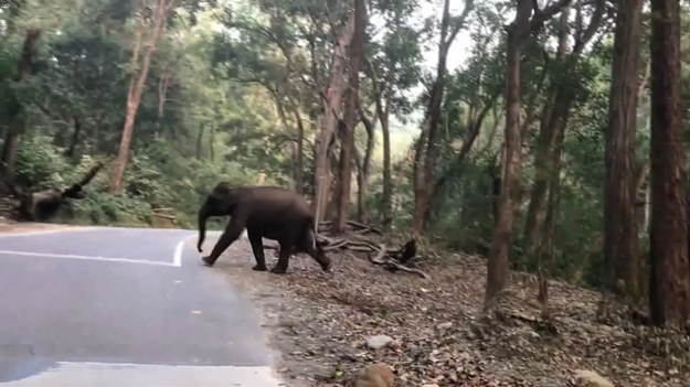 Podróżując przez Indie, na drodze można spotkać naprawdę duże zwierzęta. Przygoda tego typu spotkała małżeństwo, które wybrało się na zakupy do miasta. W pewnym momencie z gęstego lasu wyszły dorosłe słonie z młodym. Świadkowie przytomnie wycofali samochód, robiąc miejsce dla ssaków. W wypadku, gdyby droga była zablokowana, słonie mogłyby się rozzłościć i narobić zamieszania. Na szczęście obyło się bez przykrych incydentów i ze skrzyżowania dróg ludzkich i zwierzęcych każdy mógł odejść w swoją stronę zadowolony.