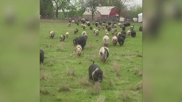 Nie często można zobaczyć taką ilość miniaturowych świnek w jednym miejscu. Doświadczyć tego może Melanie Moreau, która w Teksasie założyła farmę ratującą przedstawicieli gatunku. Dwa razy dziennie karmi aż 272 świnki, które biegając wesoło rozczulą niejednego.