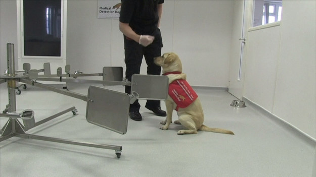 Brytyjscy naukowcy pracują nad wykorzystaniem psów w diagnozowaniu koronawirusa. Niezwykle czuły węch czworonogów jest od lat wykorzystywany w medycynie m.in. do wykrywania raka. Teraz, badacze z Londyńskiej Szkoły Higieny i Medycyny Tropikalnej Uniwersytetu w Durham i organizacji zajmującej się szkoleniem psów do celów medycznych chcą sprawdzić, czy psi węch będzie równie skuteczny w tropieniu COVID-19. 
