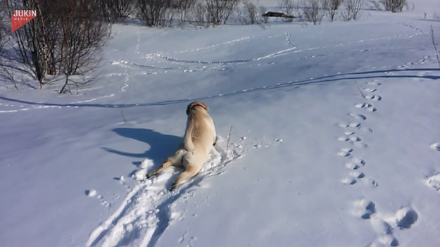Zobaczcie, jak bardzo ten pies uwielbia zabawy na śniegu. Gdy właściciel zabrał go na spacer, pupil wypatrzył sobie idealną górkę do zjeżdżenia i pomimo, że wcale nie miał ze sobą sanek, zaczął z niej zjeżdżać. Psiak udowadnia, że da się nawet na brzuchu! 