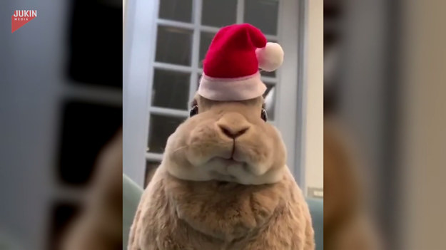 Samica królika o imieniu Olive zdecydowanie potrafi zrobić dobre wrażenie. Zobaczcie, jak słodko wygląda w czapce św. Mikołaja, przeżuwając ulubione przysmaki. 