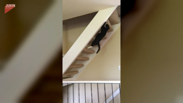 Niezły z niego akrobata! Temu kotu wchodzenie po schodach w normalny sposób już się znudziło. Dla urozmaicenia spróbował pokonać je do góry nogami. Jak mu poszło?