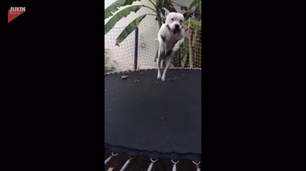 Kto powiedział, że przyjemność ze skakania na trampolinie jest zarezerwowana tylko dla ludzi? Ten pies postanowił sprawdzić na własnej skórze jakie to uczucie i z zapałem wykonał kilka efektownych lotów! 