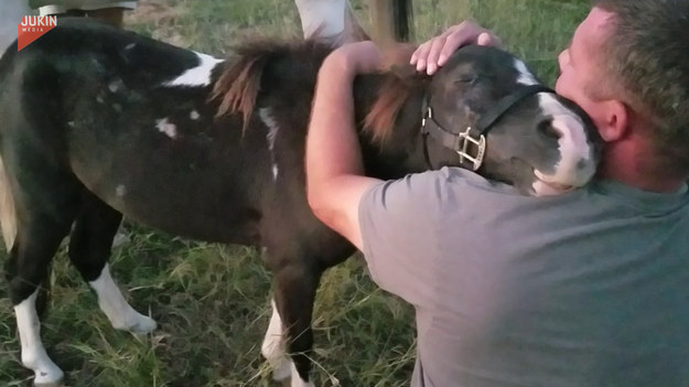 Ten miniaturowy koń przeżył prawdziwe piekło i został uratowany przed rzezią. W ramach podziękowań wtulił się w ramiona mężczyzny. Wzruszające.