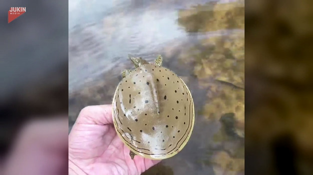 Jeśli żółw kojarzy się Wam z czymś powolnym i ociężałym, zobaczcie ten film. Gdy tylko maluch znalazł się w wodzie, wystrzelił niczym z katapulty. Zdumiewające