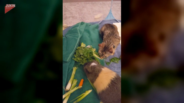 Jak widać, niektóre zwierzęta nie mają problemu, żeby spożywać wspólnie posiłek. Ten mały kot zajada się warzywami u boku świnki morskiej. Urocze
