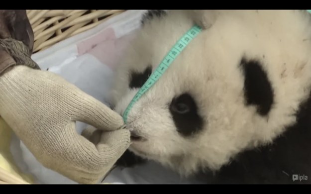 Po kilkugodzinnych bezkrwawych łowach, chińscy naukowcy złapali dziko żyjącą samicę pandy wielkiej i jej 3 miesięczne młode.,Zwierzęta dołączą do programu rozrodczego prowadzonego przez Centrum ochrony i badań nad Pandą wielką. Personel centrum naukowego, by jak najmniej zestresować złapane zwierzęta naniósł zapach matki na swoje ubrania. Wysiłki chińskich naukowców przynoszą efekty, po kilkudziesięciu latach Panda Wielka przestała być gatunkiem zagrożonym wyginięciem.