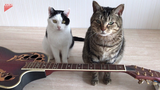 Obok gitary żaden kot nie przejdzie obojętnie! No, może nie każdy, ale ta dwójka zdecydowanie nie odwracała głowy od instrumentu. Niepozorne zwierzaki niby to patrzyły w stronę kamery, ale ukradkiem trącały struny. Czy podobały im się wygrane dźwięki?