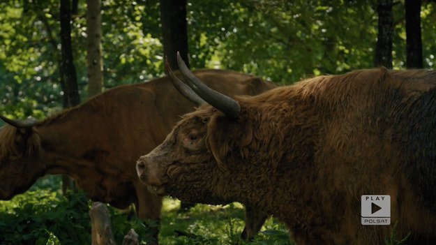 Maciek, gospodarz z leżących nieopodal białoruskiej granicy Kundzicz, prezentuje w programie "Rolnicy. Tak się żyje u nas na wsi" niezwykłą hodowlę byków rasy Highland.