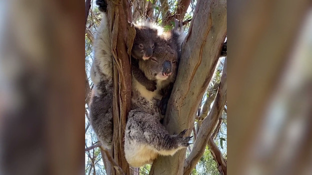 Nikki Redman, pracująca w australijskiej firmie wycieczkowej podzieliła się niezwykłym nagraniem. W trakcie lokalnego safari udało jej się spotkać dwa misie koala. Możemy zobaczyć jak maluch przytula się do swojej mamy. Zwierzęta wyglądają na szczęśliwe. Podobnie musiała czuć się kobieta i towarzyszący jej goście, takie widoki to bowiem miód na oczy!