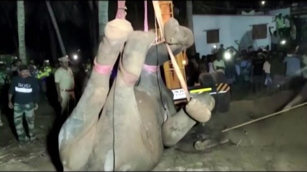 Indyjskiej służby ratownicze przy pomocy mieszkańców uratowały dzikiego słonia, który wpadł do studni.