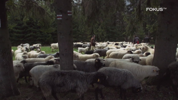 Widok owiec pasących się na halach większości z nas kojarzy się z Tatrami. Okazuje się jednak, że dla dobra przyrody, ich wypas należy regulować. 
