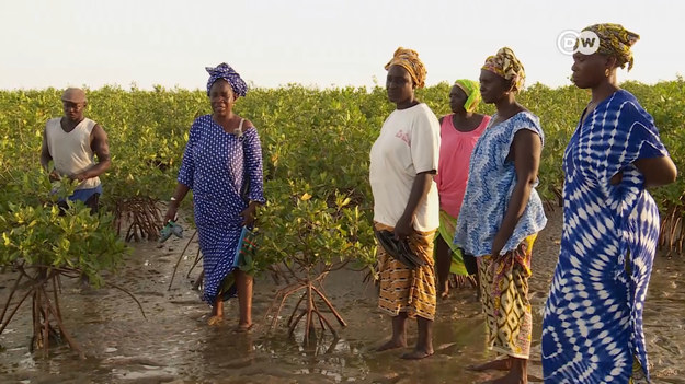 Podnoszący się poziom mórz zagraża wielu regionom świata. Wybrzeże Senegalu nie jest wyjątkiem. Ale jest tu kobieca inicjatywa. Panie postawiły przed sobą ambitny cel: posadzenie lasu mangrowego i odzyskanie siedlisk uważanych za bezpowrotnie stracone.