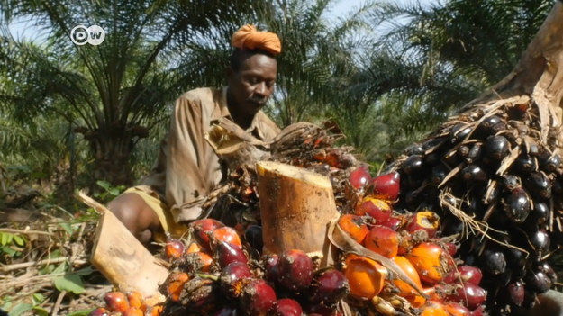 Ciastka, lody, margaryna – niemal każdy produkt w supermarkecie zawiera olej palmowy. Aby zaspokoić popyt, w Afryce powstają nowe plantacje, co skutkuje przejmowaniem ziemi od drobnych rolników i niszczeniem środowiska.Pewien rolnik w Sierra Leone pokazuje, że uprawa może być uczciwa i przyjazna dla środowiska