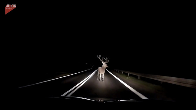 Kto z nas nie słyszał o zwierzętach wychodzących nocą pod koła pojazdów? W internecie pojawiło się pierwszorzędne nagranie, przedstawiające właśnie taką sytuację. Pewien kierowca jadąc w egipskich ciemnościach stanął oko w oko z olbrzymim jeleniem. Na szczęście zdążył wyhamować. Nie ma co, należą mu się brawa za refleks!