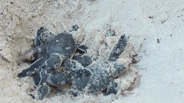 Bezrobotni rybacy z południowego wybrzeża Kenii chronią żółwie pisklęta, żeby bezpiecznie dotarły do wody.