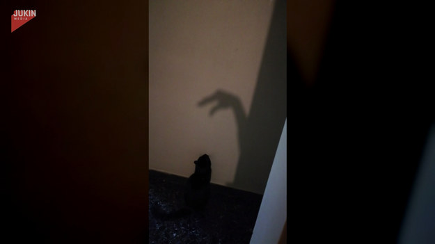 Na zaproszenie do takiej zabawy skusił się bez miauczenia! Zobaczcie, jak kot bawi się z cieniem na ścianie.  