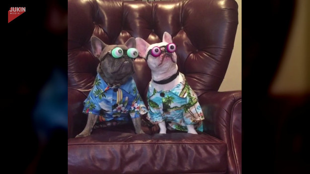 Wygodna sofa, hawajska koszula i para śmiesznych okularów. Czy tak wystrojone psy mają szansę podbić internet? Zabawne