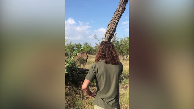 W trakcie wędrówki po Parku Narodowym Krugera możemy podziwiać dziką przyrodę naprawdę z bliska. Nie wszyscy jednak są świadomi, że owo podziwianie może oznaczać również... stanięcie oko w oko z dorosłym nosorożcem. Co w takiej sytuacji? Instrukcję macie na talerzu!
