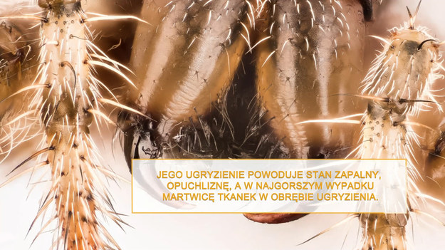 Ugryzienie pająka może przytrafić się każdemu z nas. Na szczęście w Polsce nie stanowią one zagrożenia dla naszego zdrowia i życia. Zobaczcie jak rozpoznać ich ugryzienie i co robić, jeśli znajdziemy niepokojący ślad na naszym ciele. 
Na świecie występuje około 30 tysięcy gatunków pająków, a w samej Polsce jest ich 800. Aby jeszcze bardziej uściślić, tylko trzy gatunki pająków są całkowicie pozbawione gruczołów jadowych. Pozostałe je posiadają, ale ich kły są za słabe, aby przebić naszą skórę.

