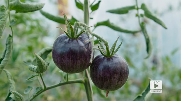 W Gradocznie, w gminie Narew pomidory uprawiają państwo Anna i Witalis Jakoniukowie. Pomidory w tunelach obrodziły bardzo pięknie. Co istotne, są to pomidory wielu przeróżnych, a nawet rzadko spotykanych odmian.