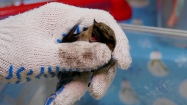 Naukowcy i wolontariusze z moskiewskiego Zoo ratują nietoperze, które wybudziły się zimowego snu. Karmią je i opiekują sią nimi, by w maju wypuścić je na wolność. Do tego czasu zwierzęta będą mieszkać w chłodniach, przerobionych z tradycyjnych, kuchennych lodówek.