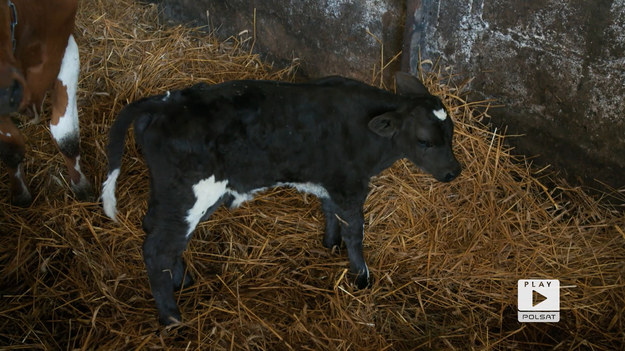 W Lebiedzinie, w podlaskiej gminie Sztabin gospodarzem jest Sławomir Dec, który hoduje między innymi kilkanaście krów. Jedna z nich powinna się wkrótce ocielić.