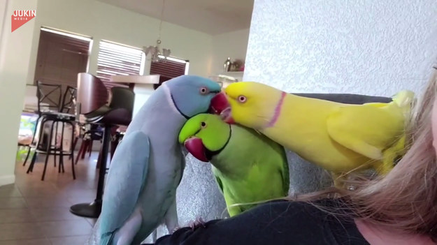 Spójrzcie na te urocze papużki. Nie dość, że bawią się ze sobą jak najlepsi przyjaciele, to potrafią też porozmawiać!